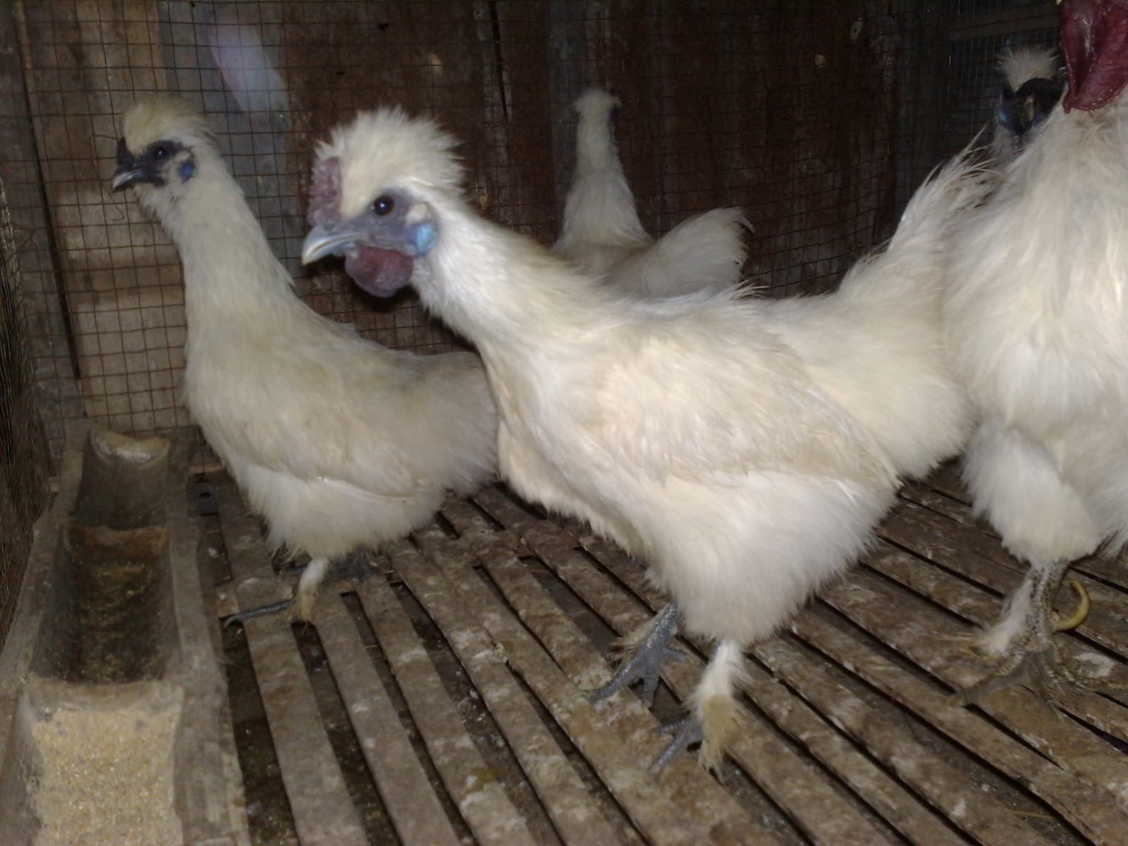 Pusat Ayam Hias Online Sekilas Tentang Ayam Kapas 