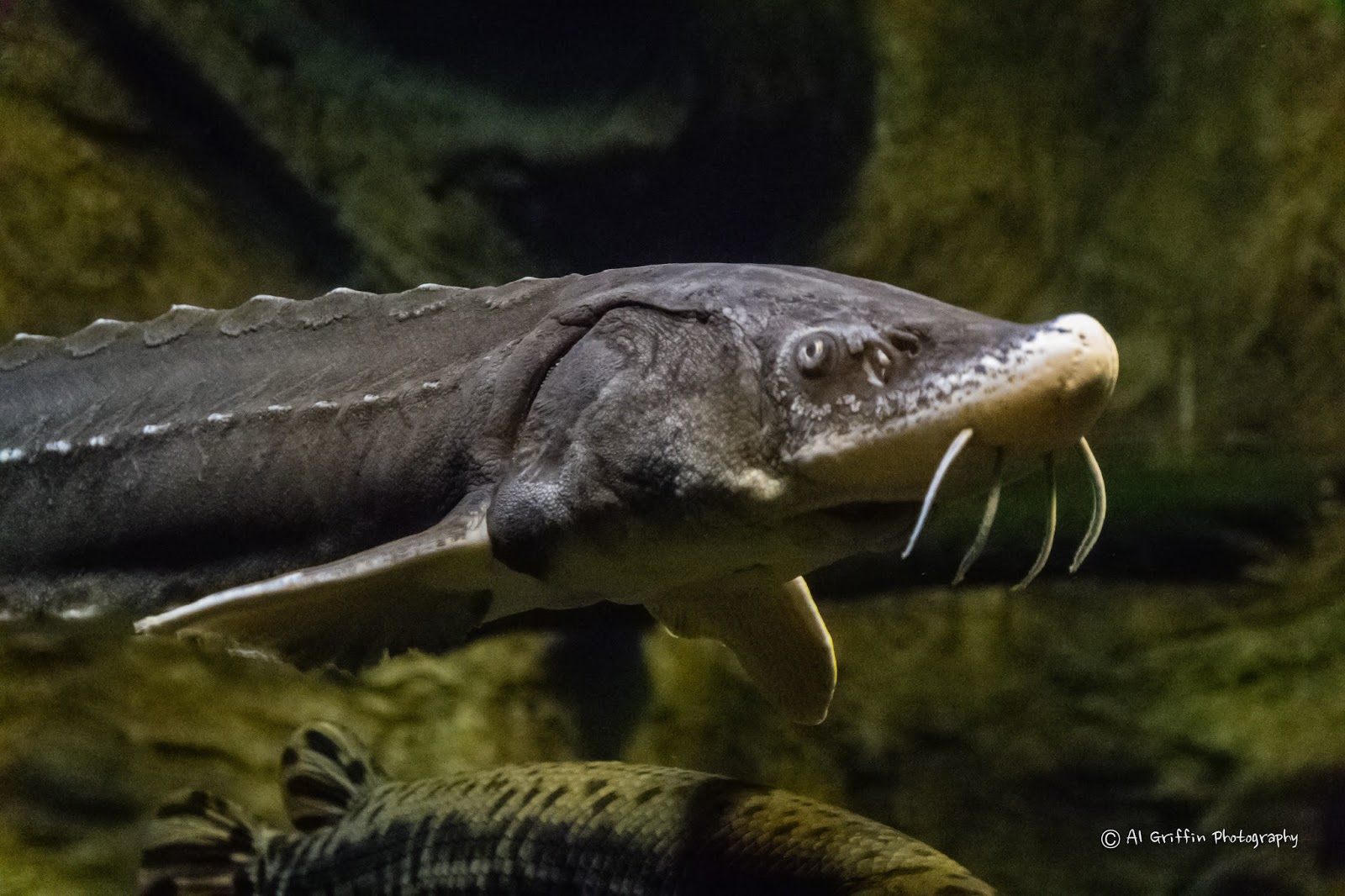 Our Eyes Upon Missouri Lost Valley Fish Hatchery, Warsaw, Missouri