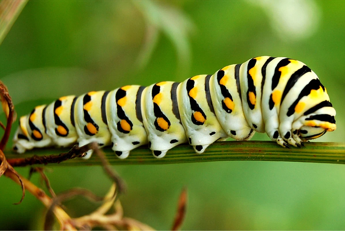 Caterpillars Eating My Mint Plant