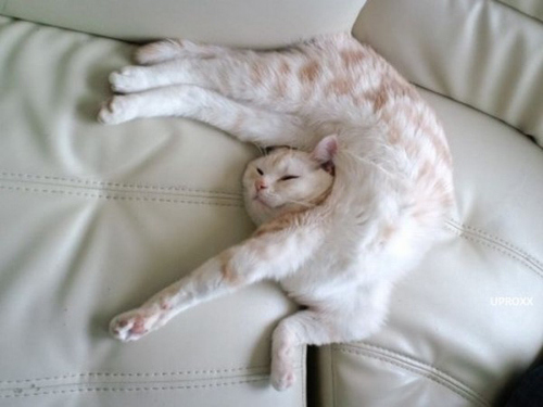 Funny Cats - Photography Pics