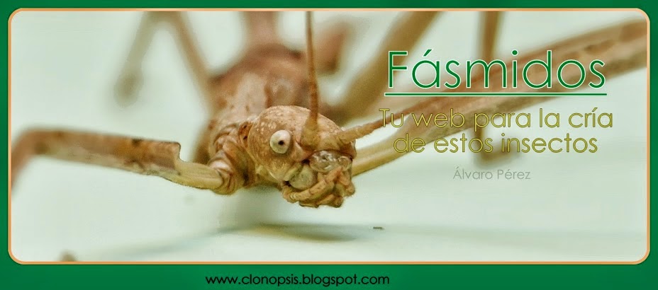 CLONOPSIS- Tu web para la cría de fásmidos