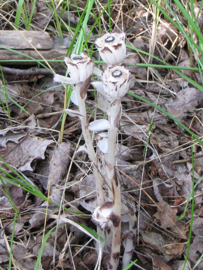 Indian Pipe