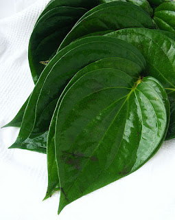 daun sirih kandungan daun sirih