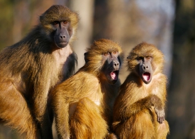 Apes making communication sounds. Apes making communication sounds.