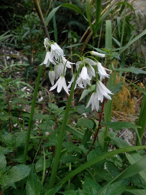 Plante Comestibile Buruieni Flori Albe Ceapa Salbatica Allium triquetrum Italia