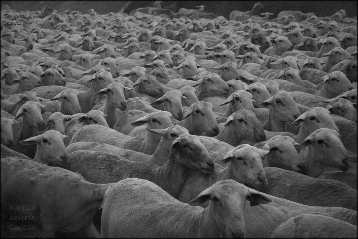 Un Mundo Feliz fotografía, ovejas, animales, rebaño, Arriba Extraña, Un_Mundo_Feliz, Fuente Álamo