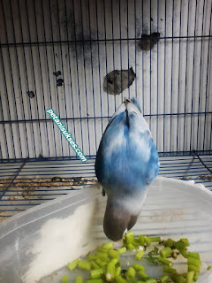 manfaat kangkung bagi lovebird manfaat kangkung bagi lovebird
