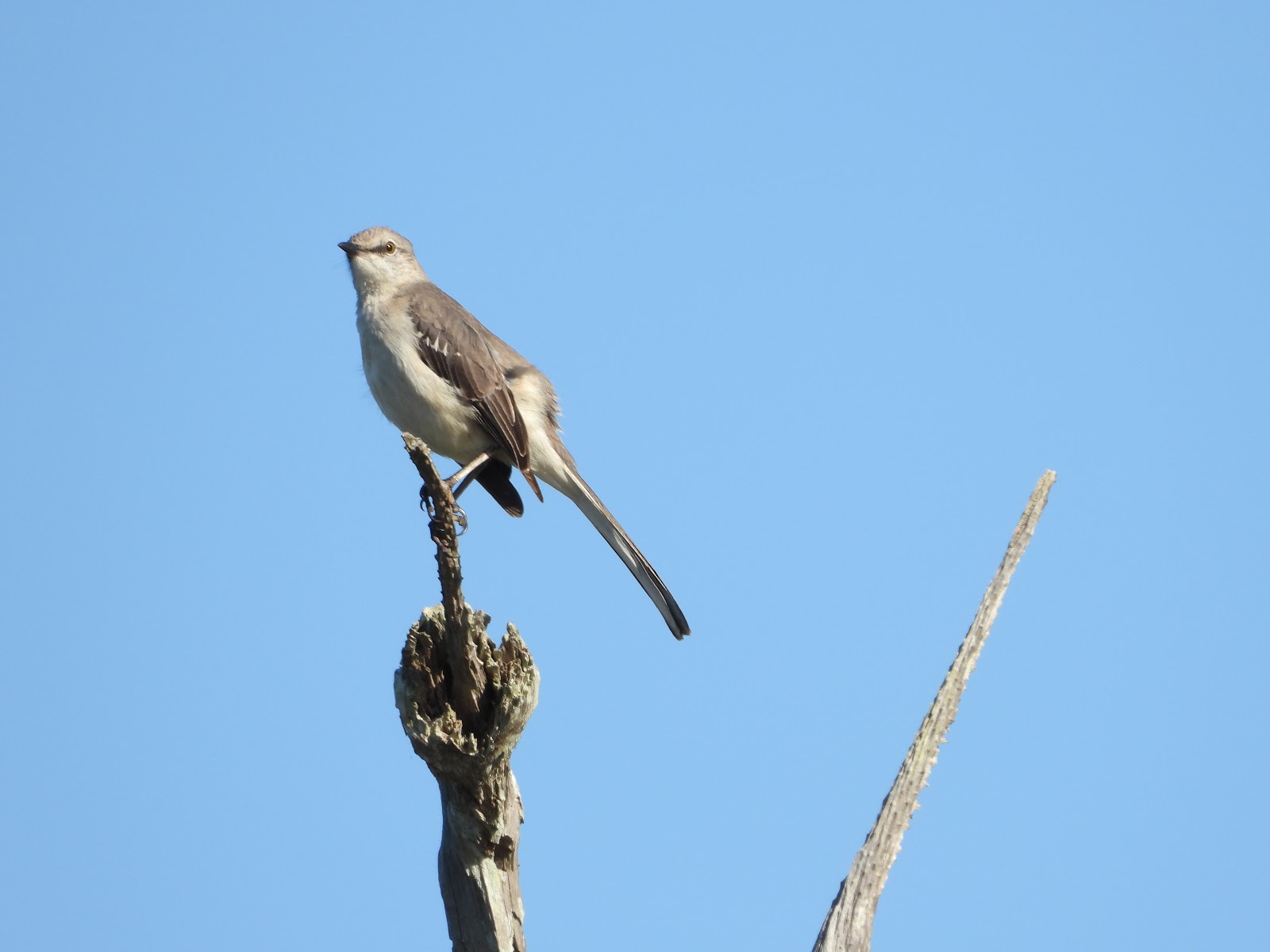 Bird & Travel Photos, Birding Sites, Bird Information NORTHERN