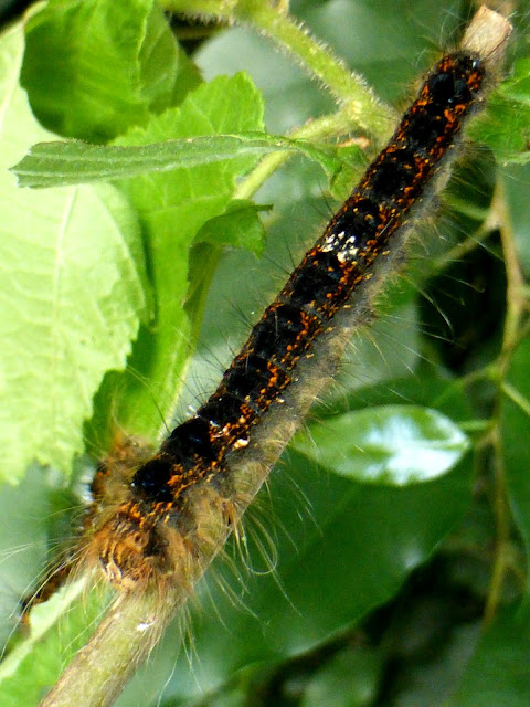 Kunugia undans caterpillar Kunugia undans caterpillar