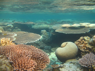 terumbu karang karimunjawa