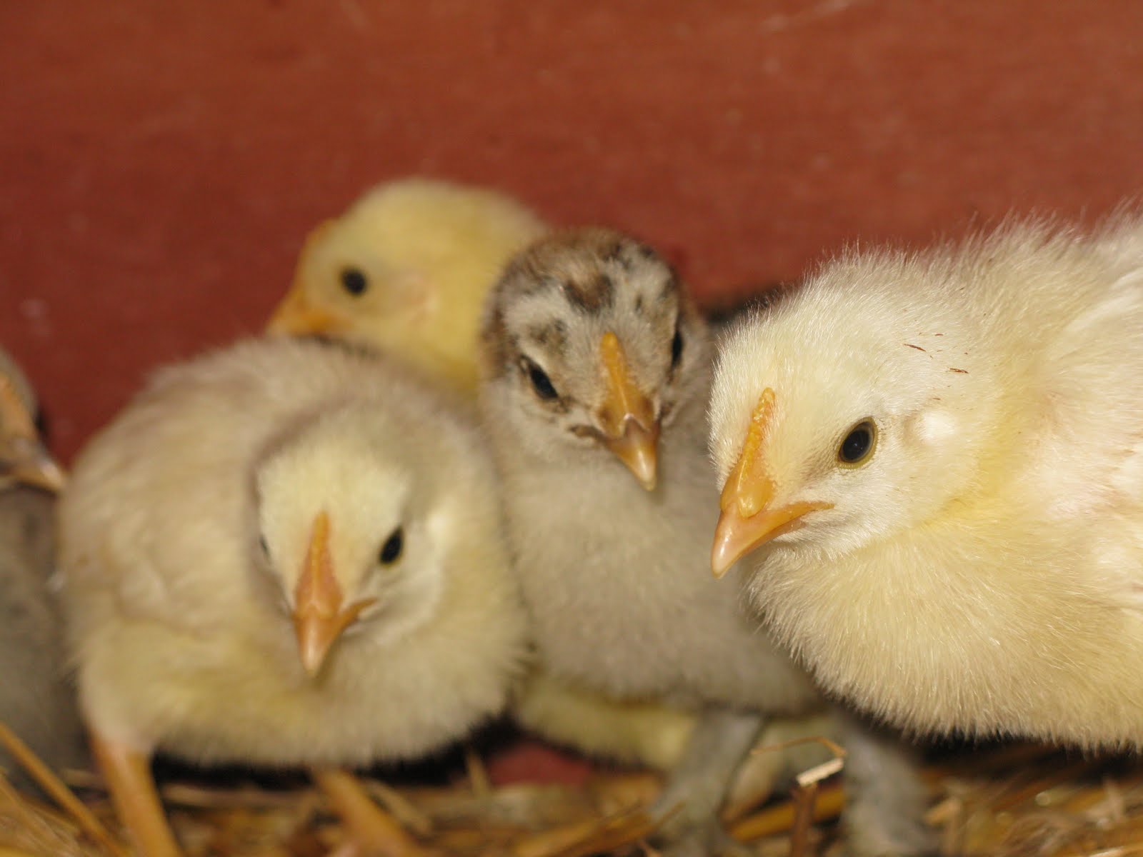 Narrow Path Farm Baby chickens