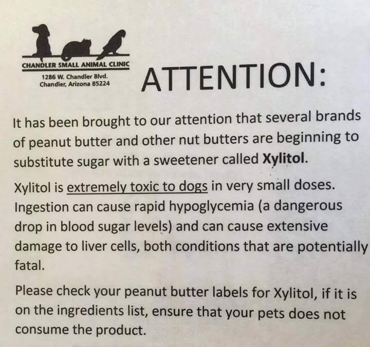 Road's End Papillons Xylitol In Peanut Butter Toxic To Dogs