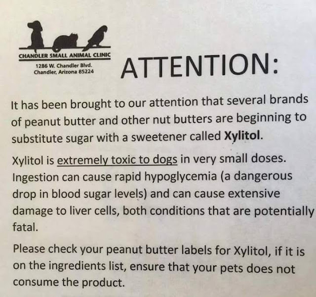 Road's End Papillons Xylitol In Peanut Butter Toxic To Dogs