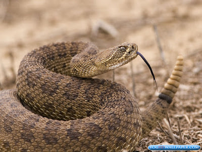 Rattle Snakes Photos Rattle Snakes Photos