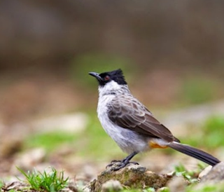 11+ Arti Mimpi Burung Kutilang