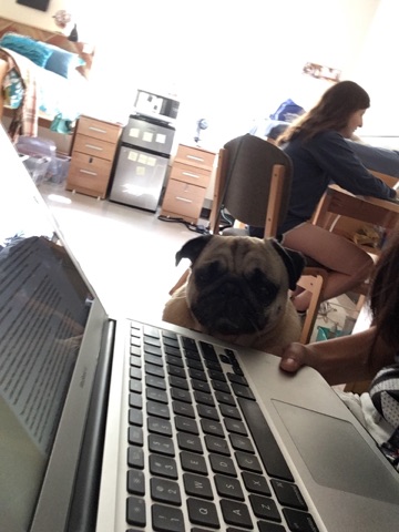 Pug Chat Rooms Pug Chat Rooms