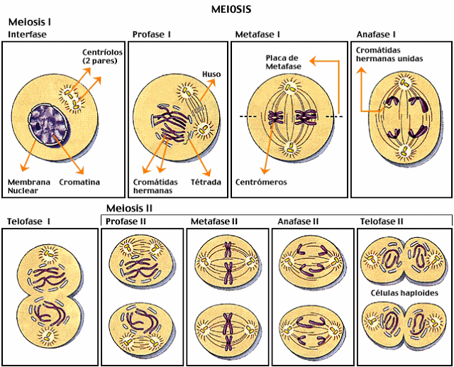 Fases cetosis pronokal
