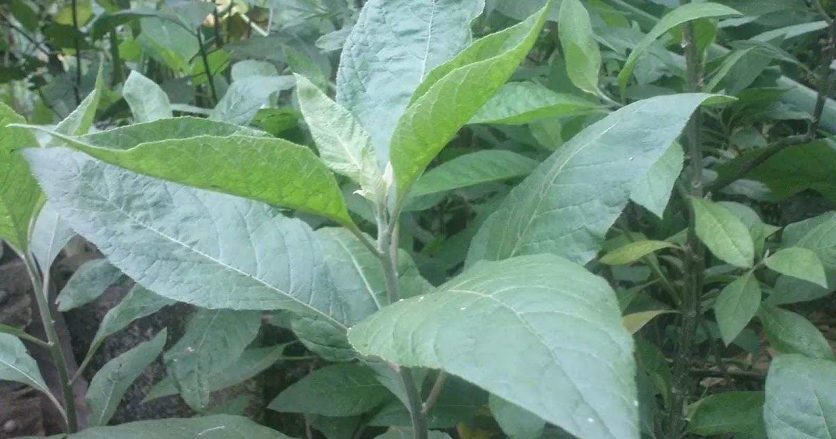 Health Benefits Of Bitter Leaf (Vernonia amygdalina) Tasly Health