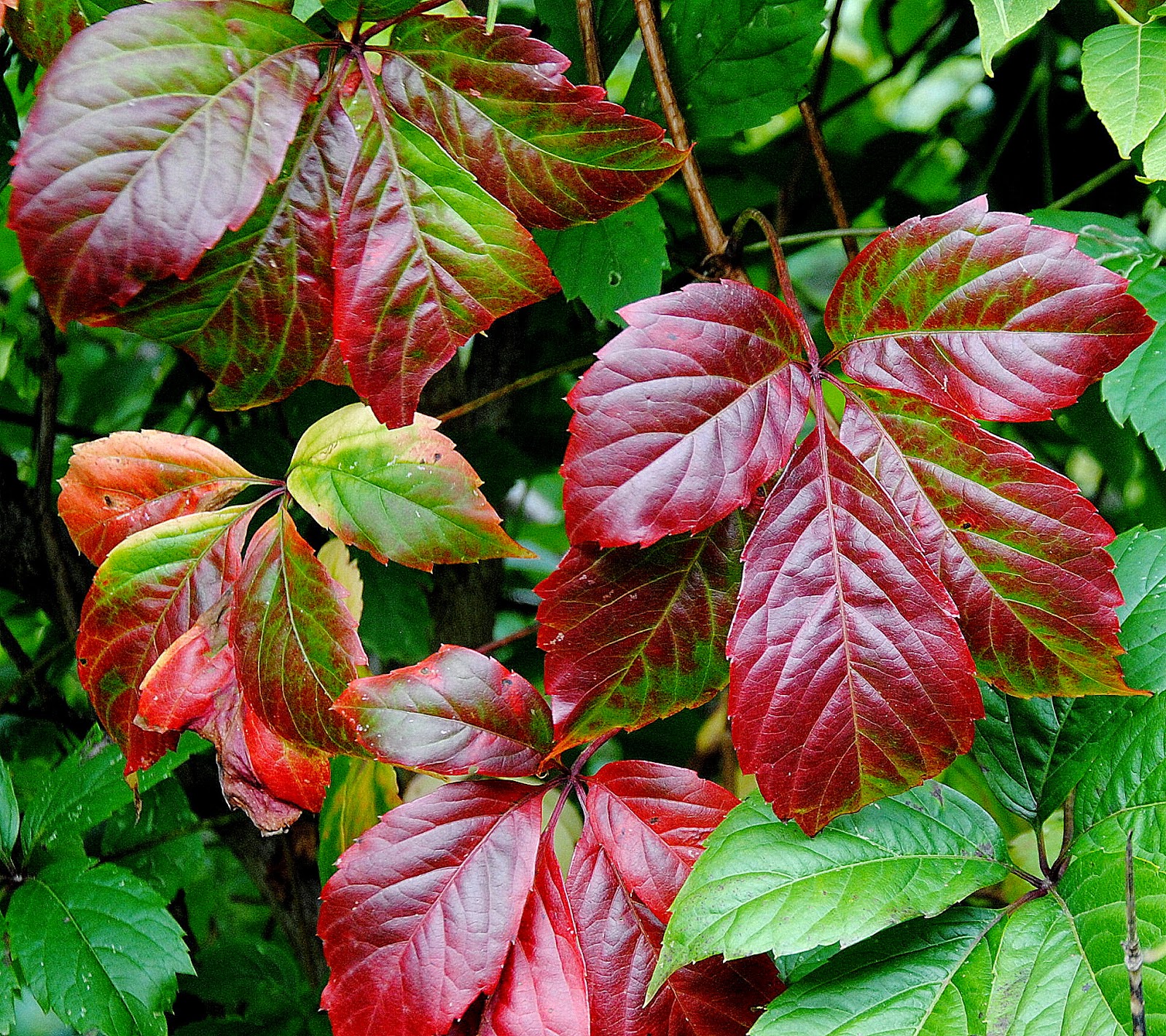 Camera on King & Aurora Discovering Schomberg's Roselena Dr. footpath