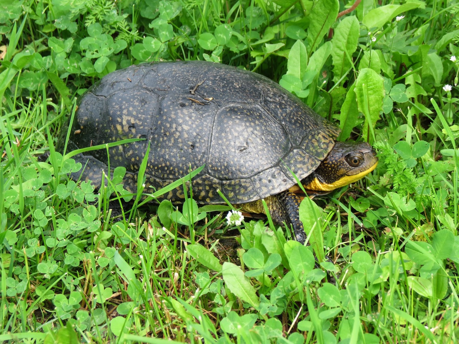 Blanding's Turtle - Big Sandy Bay, Wolfe Island, ON