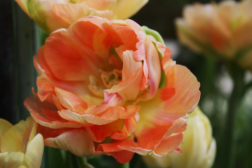 Un Bulbe De Tulipe Donne Combien De Fleur