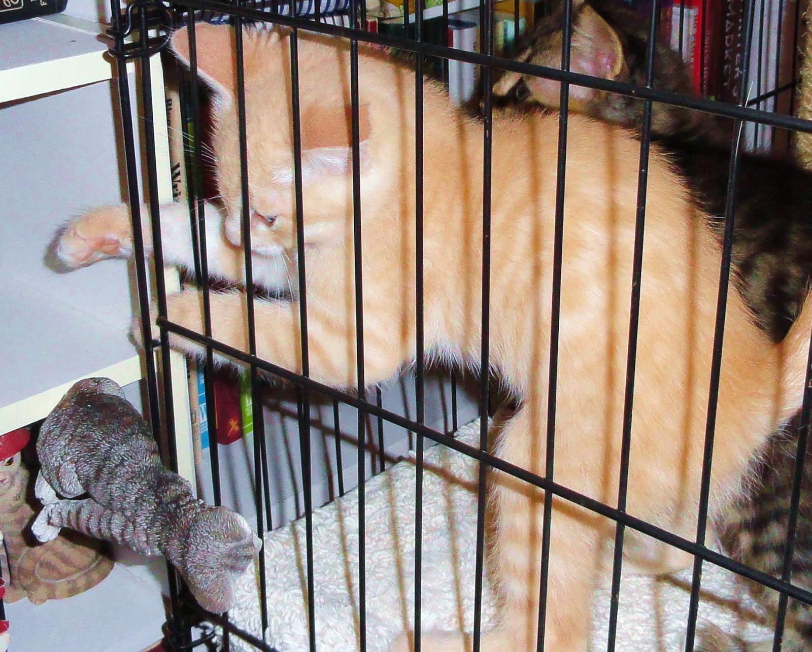DOWAGER QUEEN Kittens in a Cage