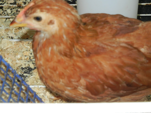Red Cross Chick 5 weeks old Chick