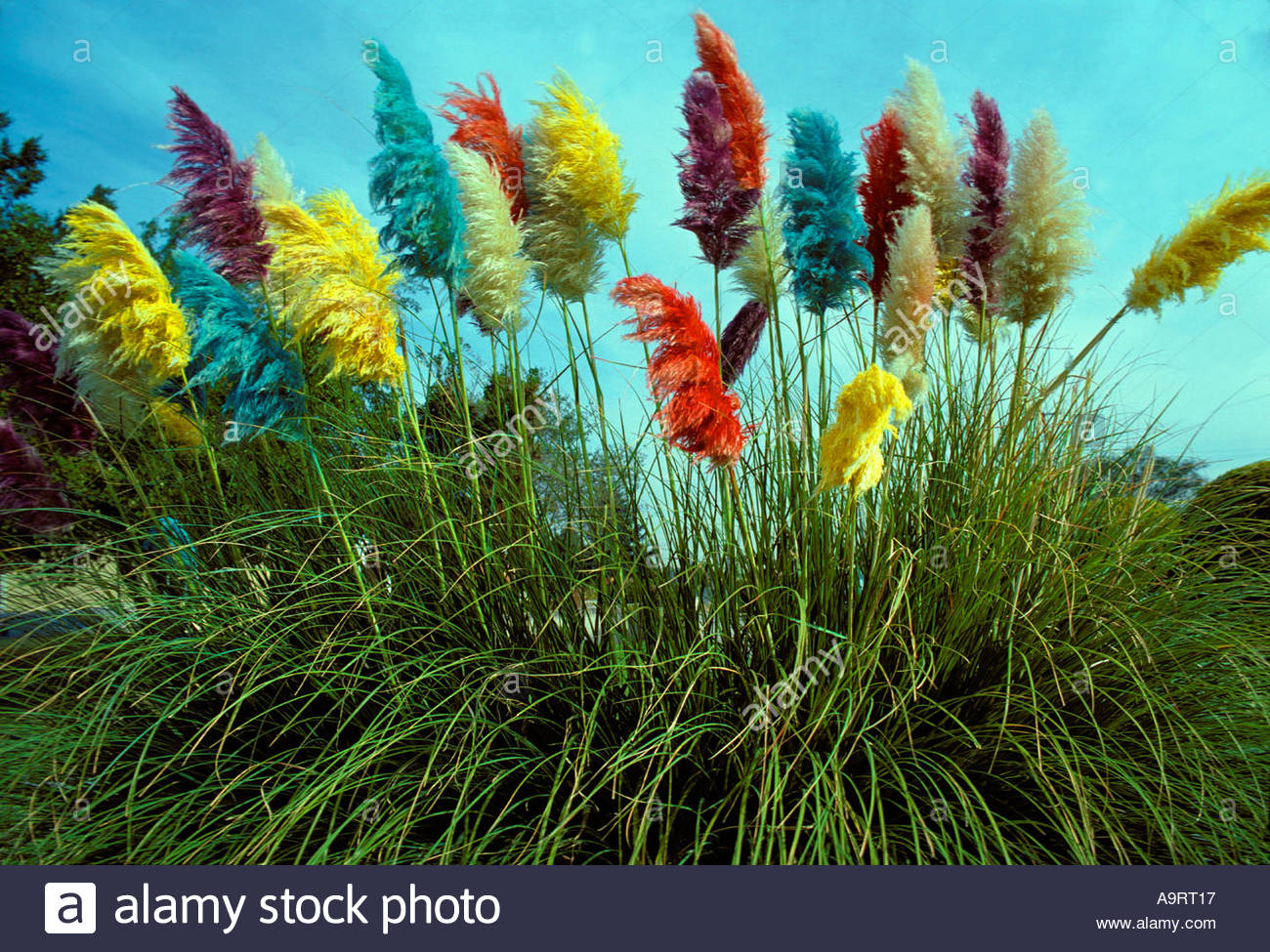 Mudflower Fake blue pampas grass seeds