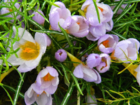 Allan Gardens Conservatory 2015 Spring Flower Show crocuses by garden muses-not another Toronto gardening blog