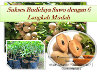 Jadi Begini, Sukses Budidaya Sawo dengan 6 Langkah Mudah!