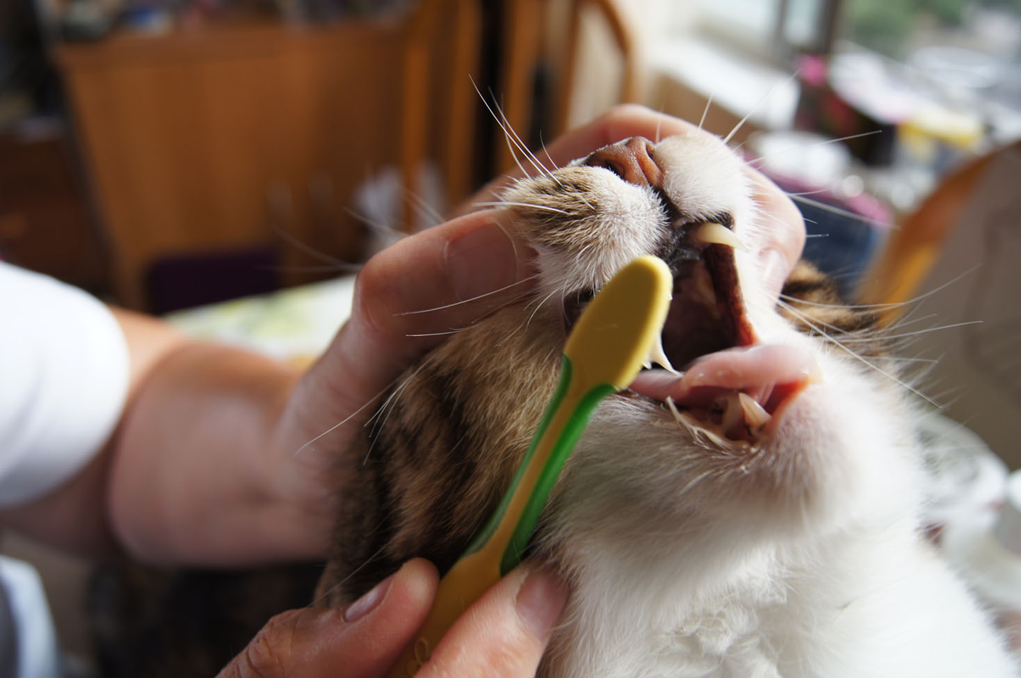 DivaPaws4Advice Dear Diva What To Do About Cat Breath Halitosis