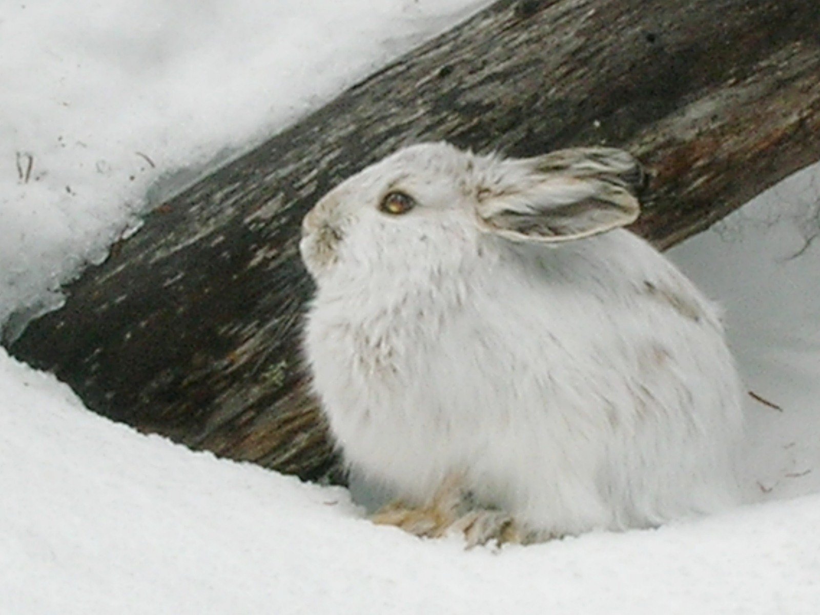 Snowshoe Hare A Beautiful Animal The Wildlife