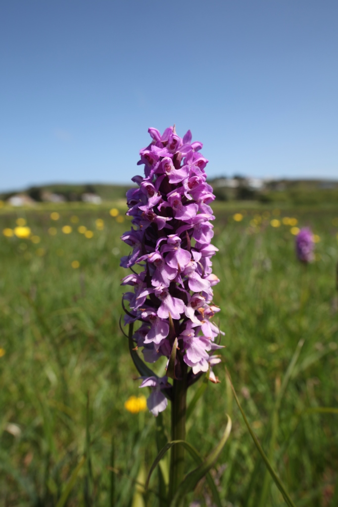 Christian Garden Wild orchids of British Channel Islands