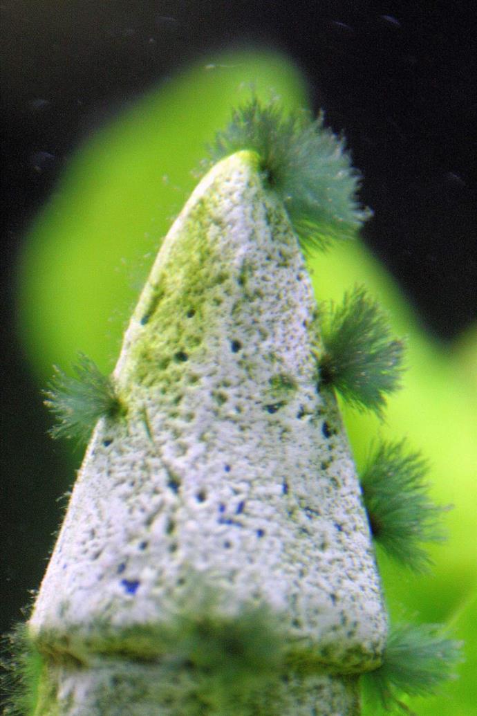 Carlosguppy TRATAMIENTO CONTRA EL ALGA PINCEL CON PEROXIDO DE HIDROGENO