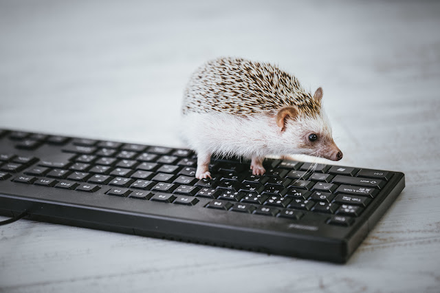 キーボードの上のハリネズミ キーボードの上のハリネズミ