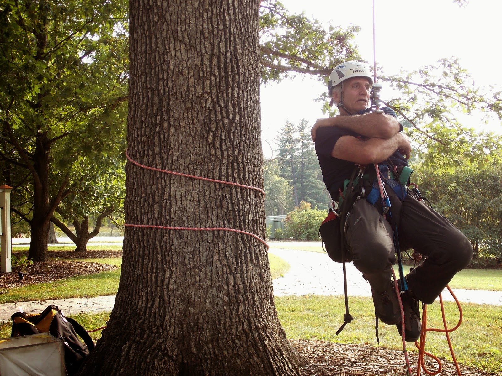 The Schramm Journey Tree Climbing for Fun