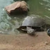 Giant Tortoise eats a Pigeon in a park in Brazil