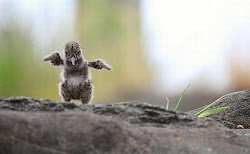 bird wings birds skating edge