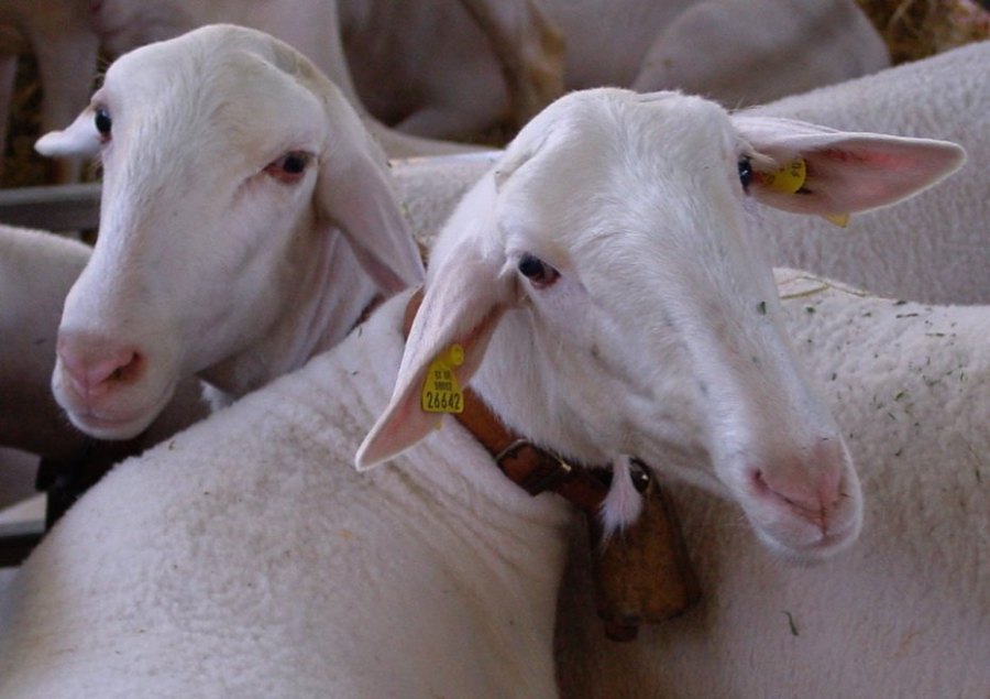 Los seres "humanos" matan y tragan a un millón quinientas mil ovejas (1.500.000) cada... día.