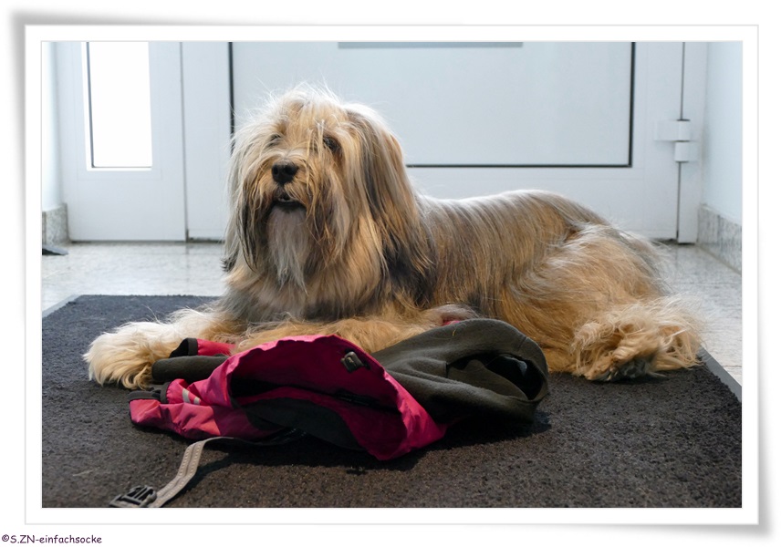 [Hundeblog] Einfach Socke Wieviel Kleidung braucht ein Tibet Terrier?