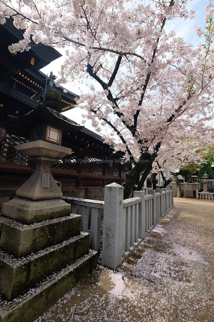 Osaka Tenmangu Shrine ซากุระ โอซาก้า