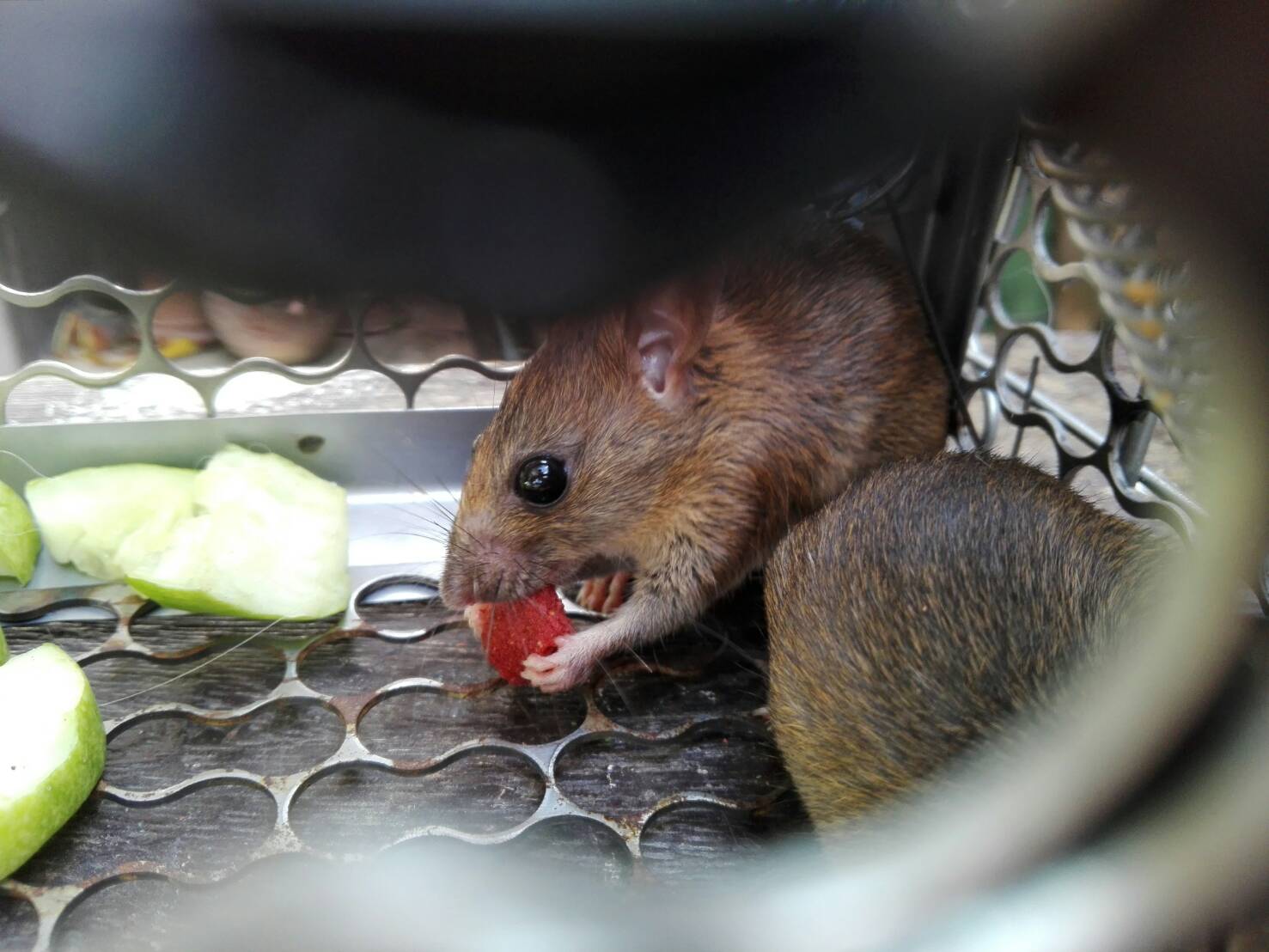 Brown rat หรือ หนูบ้าน ~ Knowledge and fun