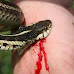BITTEN BY SNAKE? SEE THE STEPS TO TAKE FOR TREATMENT (MUST READ)