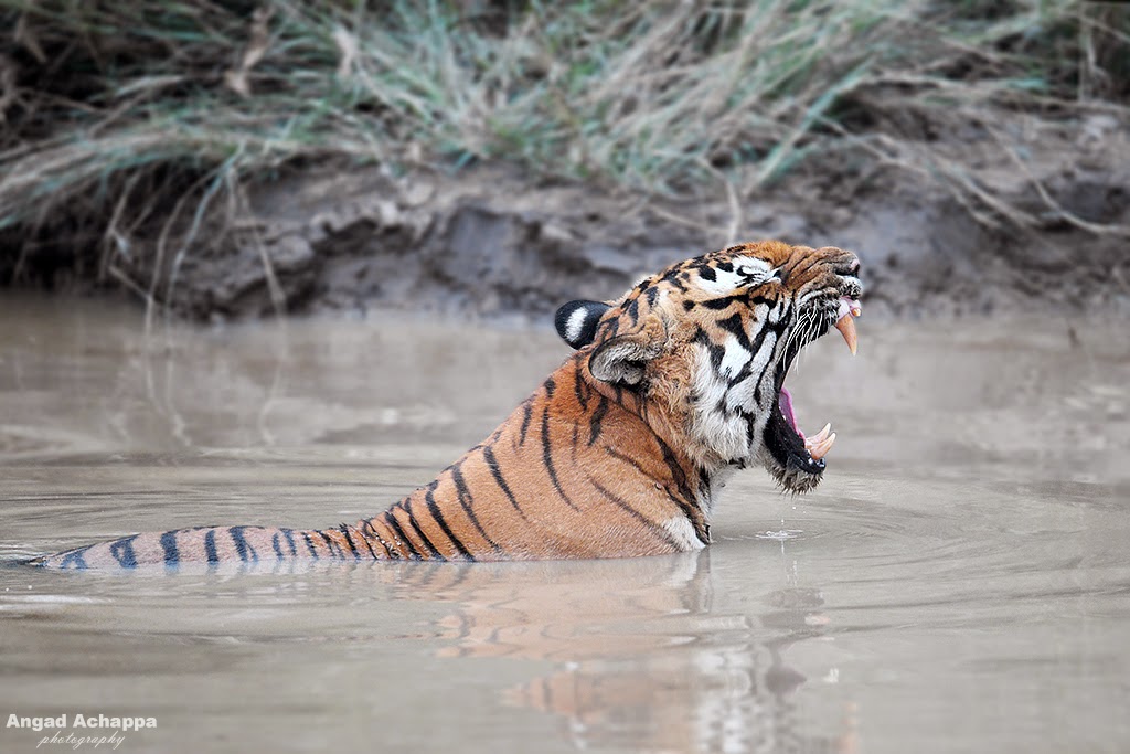 Tiger, Indian Tiger, Bengal Tiger, Panthera tigris, Big Cat, Bandipur, Bandipur National Park, Karnataka, India, Wildlife Photography, Indian Wildlife, top indian wildlife photographers, top indian photographers, panthera