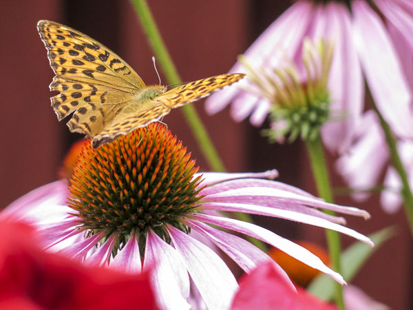 rudbeckia, echinacea rudbeckia, echinacea
