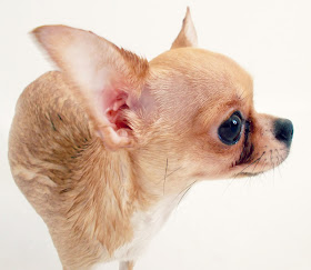 Cream Chihuahua