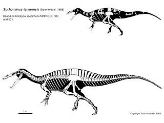 Suchomimus skeleton