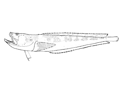 Bagre sapo Porichthys porosissimus