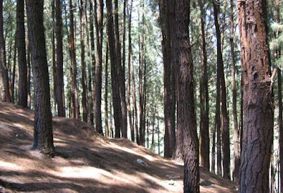 Pine Forest Pine Forest, Vagamon