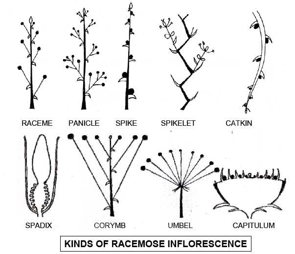 INTRODUCTION TO FLOWER STRUCTURE